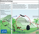 graphic showing the ebola virus ecology