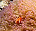 Coral reefs at the Moorea, Tahiti, LTER site are protected by their fellow denizens of the seas.