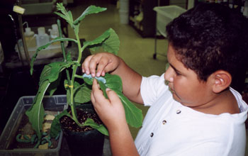 Student picks a tobacco hornworm (<em>Manduca sexta</em>) from a tobacco plant