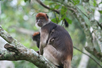 Photo of a capuchin monkey.