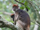 Photo of a capuchin monkey.