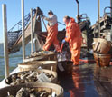 Photo of two men on a boat harvesting oysters with buckets of oysters on the deck.