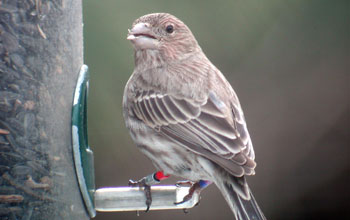 Photo of a house finch sitting on a bird feeder.