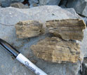 Photo of three rock samples of fine silt and mud that were collected upstream.