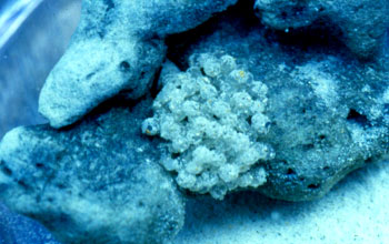 Egg mass of the sepiolid squid <em>Euprymna scolopes</em>