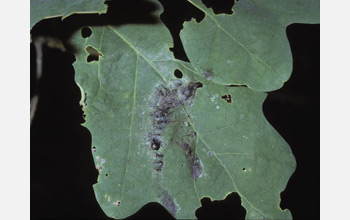 Photo showing insects melted onto foliage by the gypsy-moth virus.