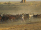 Photo of cattle and a herder in Chad, Central Africa.