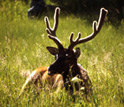 Photo of an elk lying down in Yellowstone.