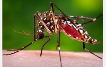 Photo of a mosquito acquiring a blood meal.