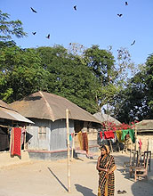 Roosting bats in a village in Bangladesh are connected to an outbreak of Nipah virus there.