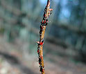 This army of ticks looking for hosts may carry anaplasmosis, an infectious disease in humans.