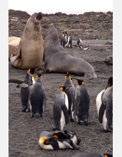 Elephant seals spar in the midst of king penguins in Antarctica