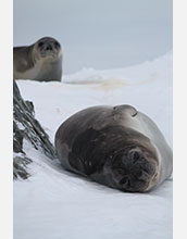 Two elephant seals