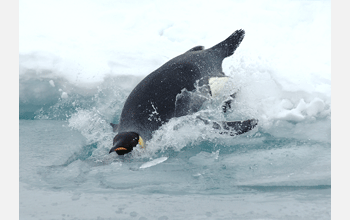 Emperor penguin dives into Antarctic water