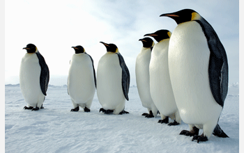 A majestic line of emperor penguins, Antarctica.