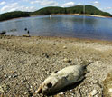 a dead fish lying on a receded lake shore.