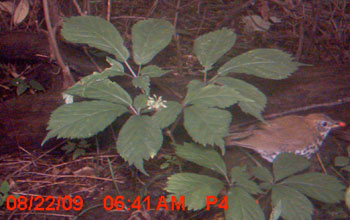 captured image of a wood thrush eating a ginseng berry