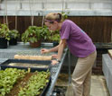 Photo of a researcher tending tree seedlings used in the experimental forest studies.