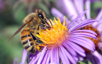 Closeup of a bee on a flower