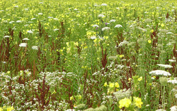 Photo of yellow flowers of evening primrose in Ithaca, New York.