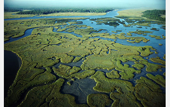 Photo of the Florida Everglades.