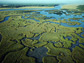 Photo of the Florida Everglades.