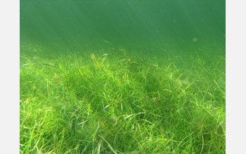 Photo of a dense seagrass meadow on the western edge of Florida Bay.