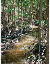 Photo of a tidal creek lined with the roots of red mangroves.