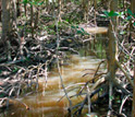 Photo of a tidal creek lined with the roots of red mangroves.