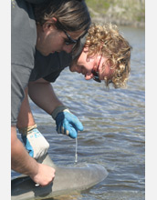 Photo of researchers Bryan Delius and Derek Burkholder taking a small sample from a bull shark.