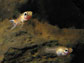 Photo of a male and female guppy in a stream in Trinidad.