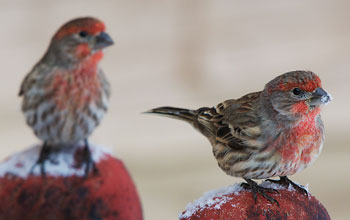 Two male house finches on snow-dusted perches in Montana; these birds are healthy.