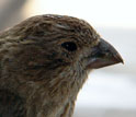 Close-up photo of a house finch showing the beak, which is evolved for eating seeds.