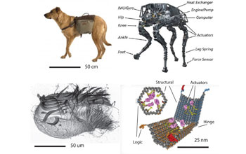 Illustration showing a dog and a shell as isnpiration for engineered nano systems