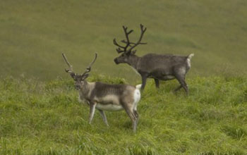 grassy hills with two mature reindeer