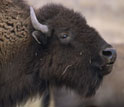 a buffalo.