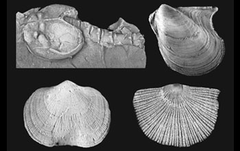 Photos of a bivalve on upper right, two brachiopods on bottom, and crustacean on upper left.