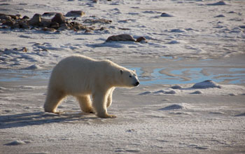 Photo of a female polar bear walking along the shore of Canada's Hudson Bay.