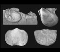 Photos of a bivalve on upper right, two brachiopods on bottom, and crustacean on upper left.