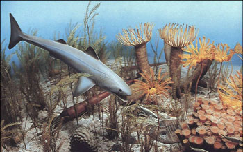 Illustration of life in the Devonian ocean.