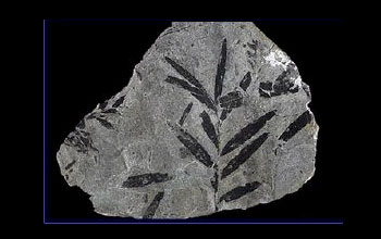 Photo of ancient fossil leaves.