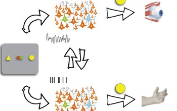 Schematic inforgraphic showing interactions in the brain