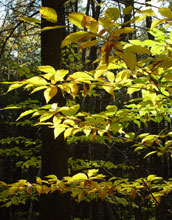 the leaves and branches of an American chestnut tree.