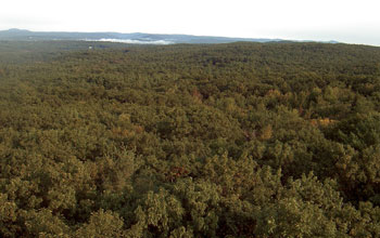 Photo of trees from Harvard Forest's highest point.