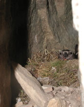 Female Black Rosy-Finch and nest