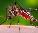 An Aedes aegypti mosquito