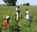 Scientists applying paint to Echinacea flowers in the field