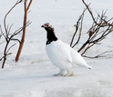 a willow ptarmigan