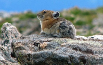 rodent sitting on rock