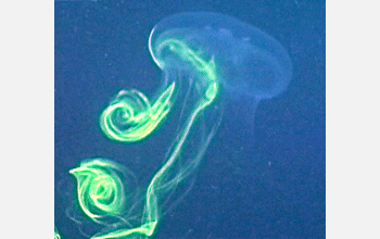 Dye is used to outline the wake of a moon jellyfish to study swimming motion of the animals